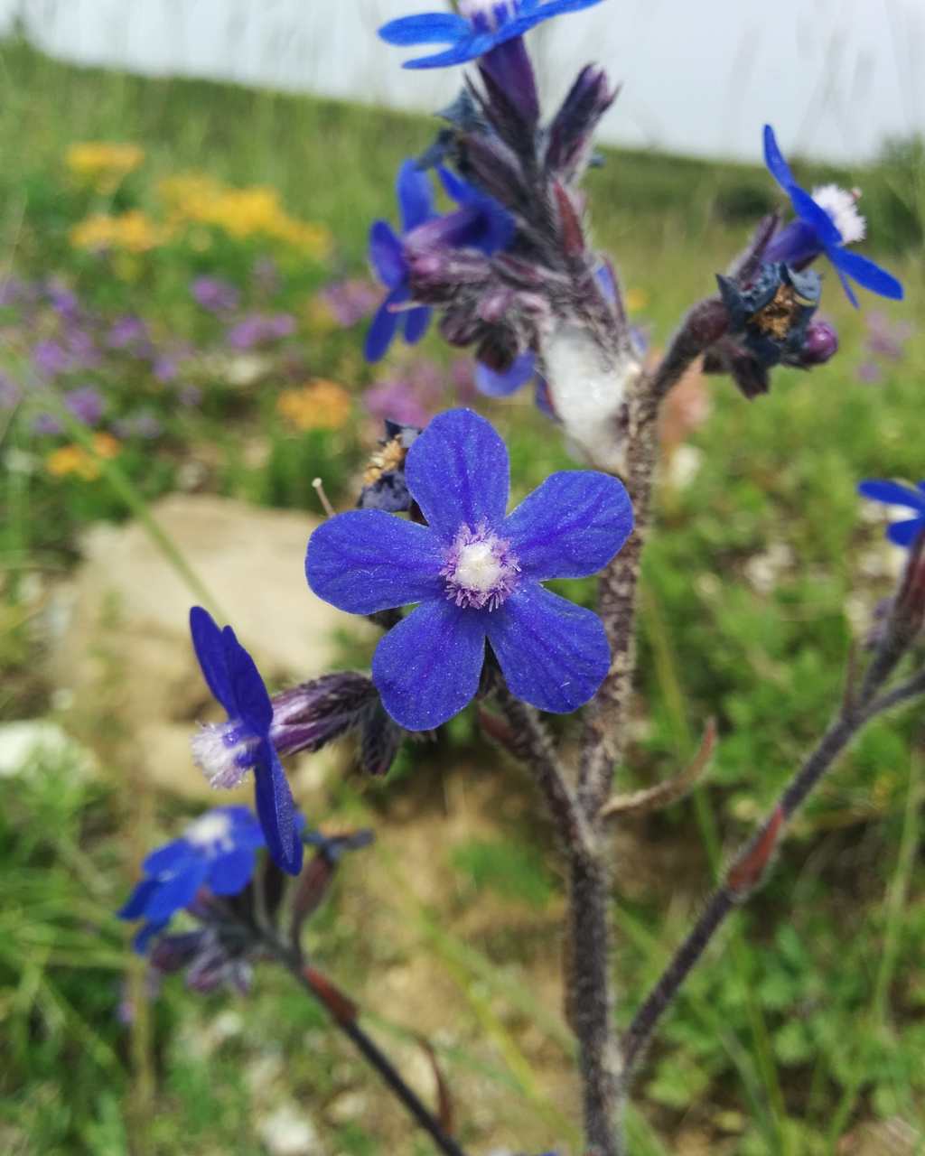 Anchusa azurea / Buglossa azzurra